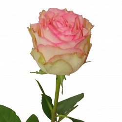 Роза бело-розовая Esperance (Эсперанса)